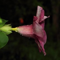 Allamanda blanchetii A.DC.